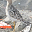 Buff-breasted Sandpiper